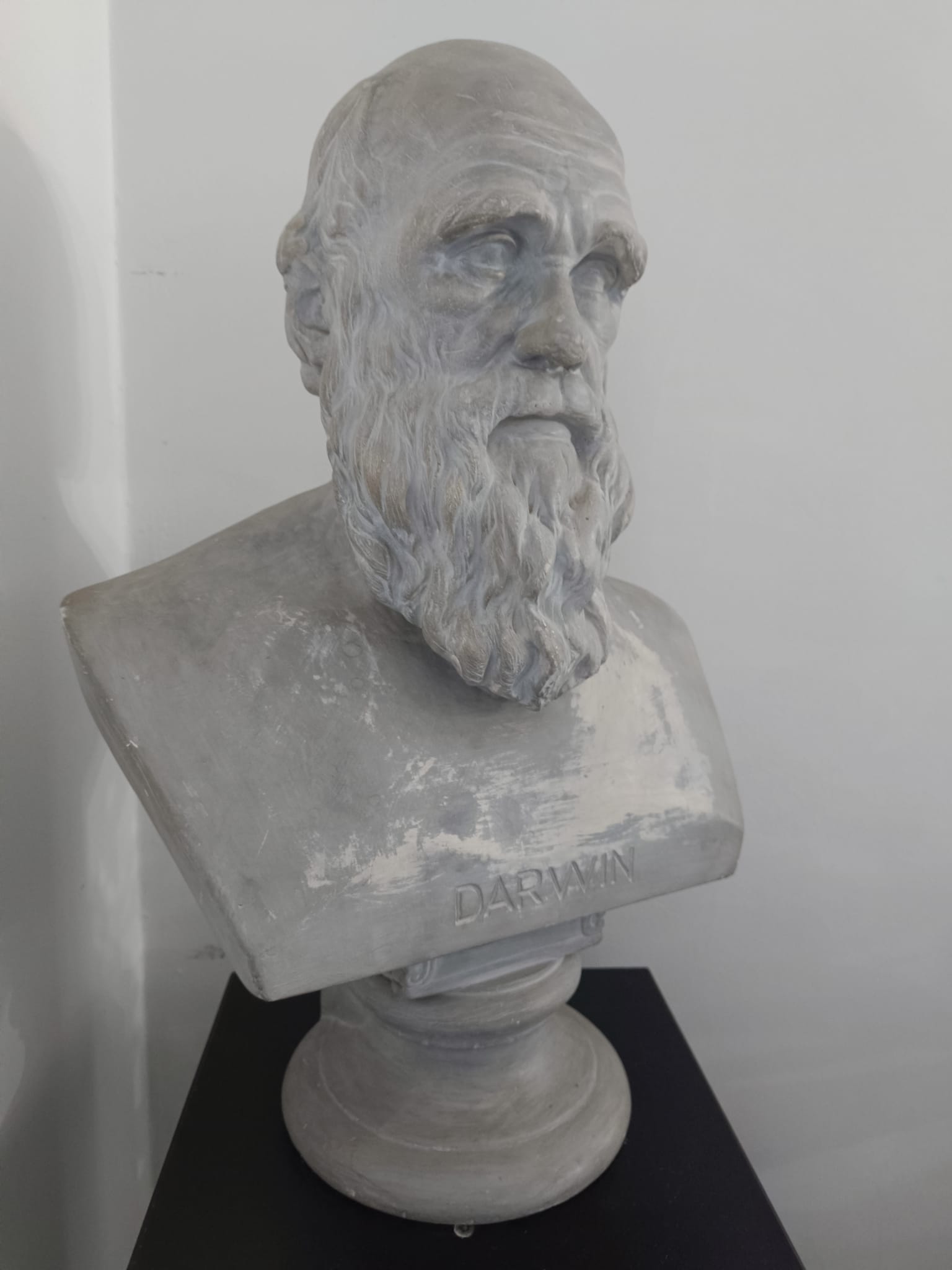 Muzeul de Istorie Naturală: Știați că Charles Darwin a fost membru onorific al Societății de Științe Naturale din Sibiu?