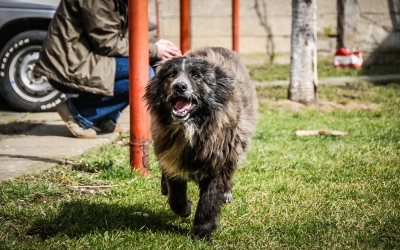 Știrile zilei: Peste 200 de locuri VIP în primul cimitir pentru animale din Sibiu, amenzi record aplicate unui abator, 19 zile de arest la domiciliu pentru Remus Maxim