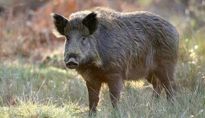 Un nou focar de pestă porcină depistat în nordul județului. Prefectura anunță șapte localități în zona infectată