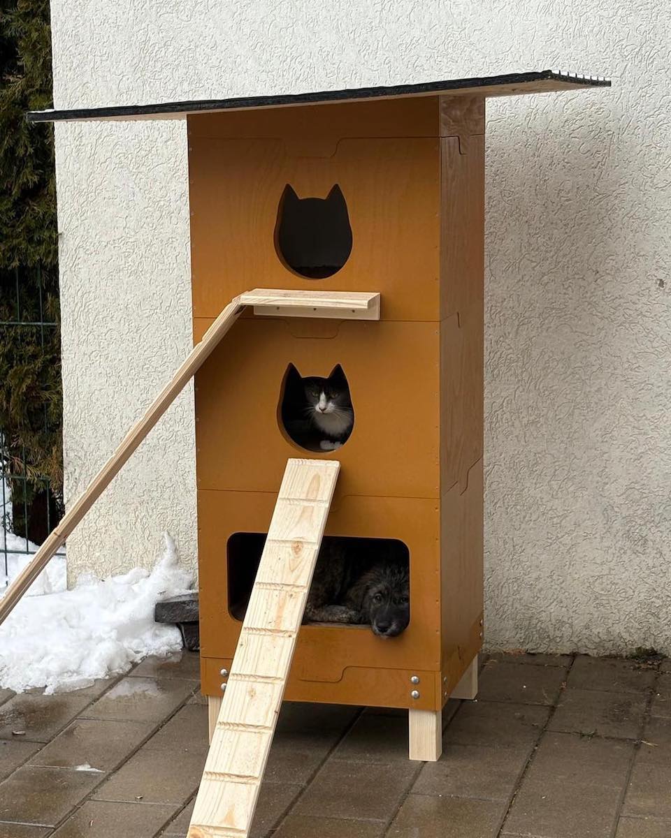 O pisică și o cățelușă cu trei pui s-au adăpostit împreună într-una din căsuțele amplasate de Asociația PAN: „Se pare că au rezolvat singuri ceea ce noi complicăm de obicei”