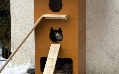 O pisică și o cățelușă cu trei pui s-au adăpostit împreună într-una din căsuțele amplasate de asociația PAN: „Se pare că au rezolvat singuri ceea ce noi complicăm de obicei”