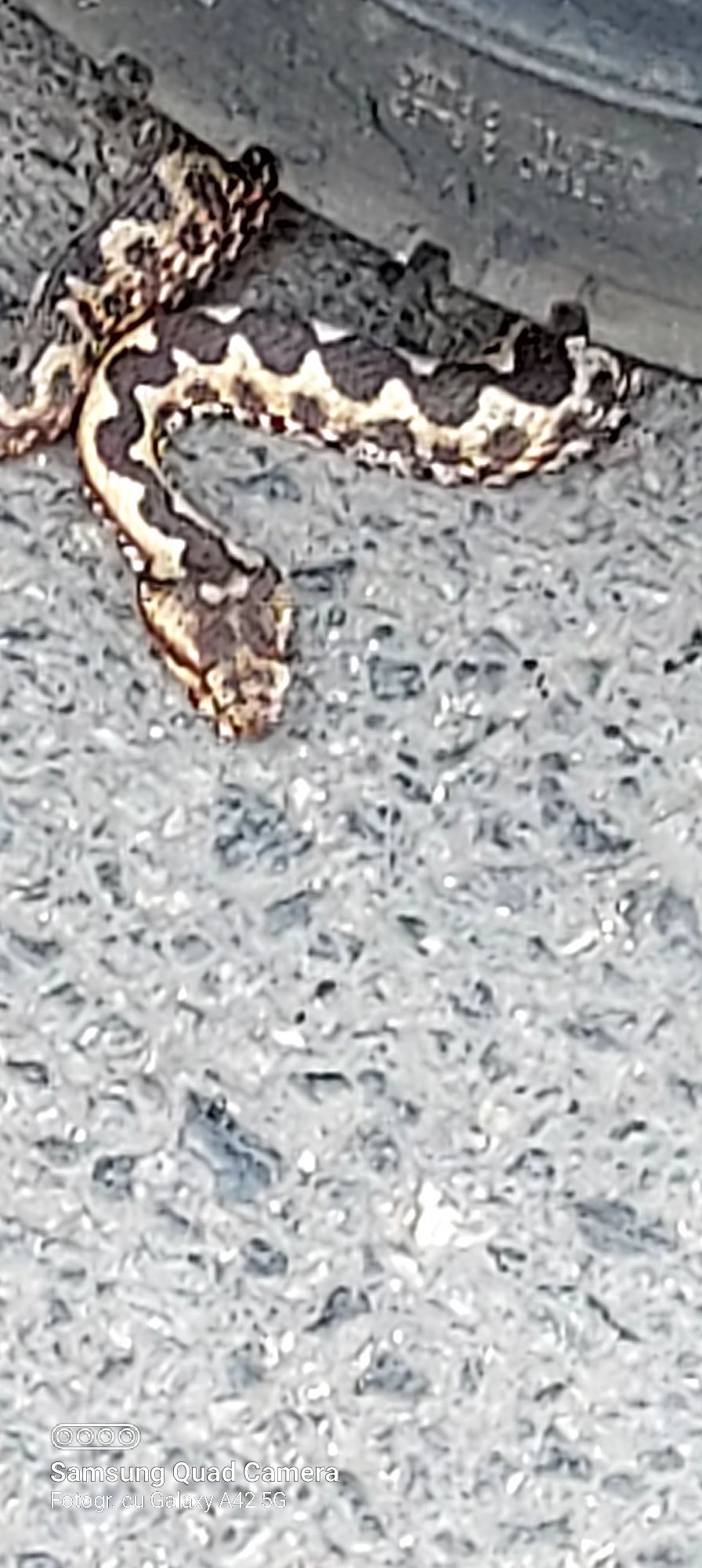 vipera