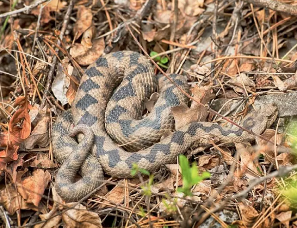 vipera cu corn