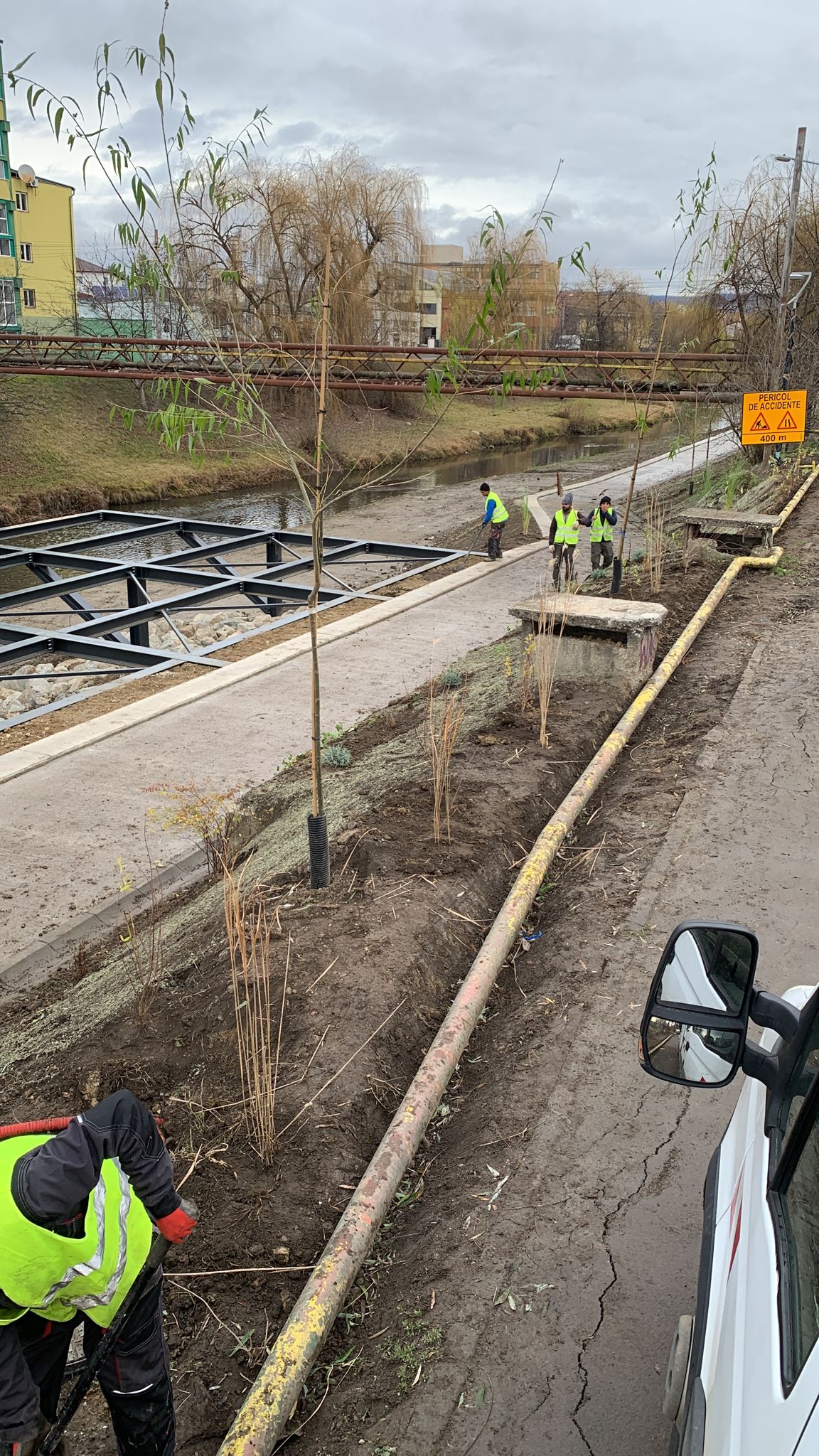 plantare copaci sibiu
