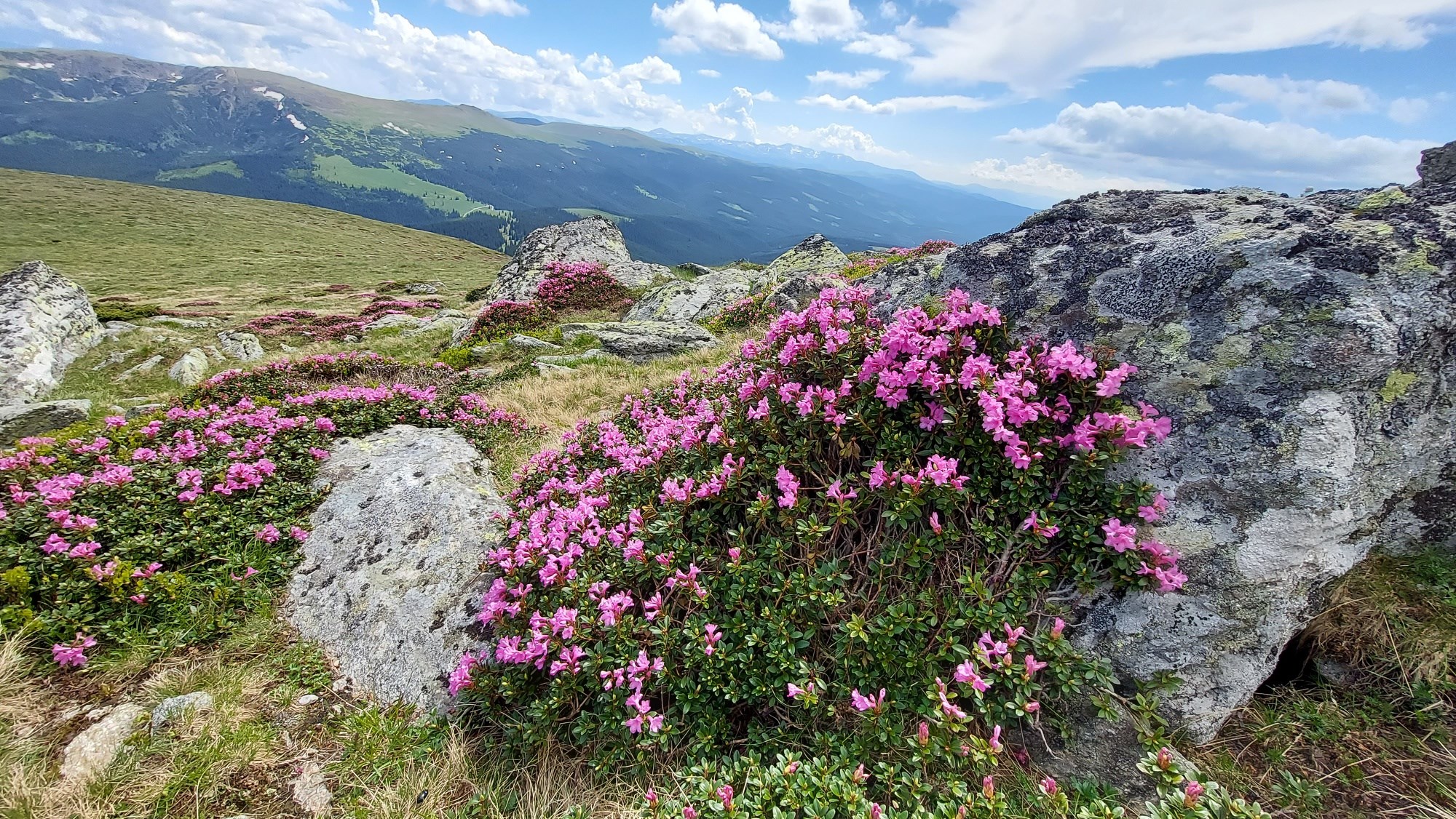 bujorul de munte cindrel