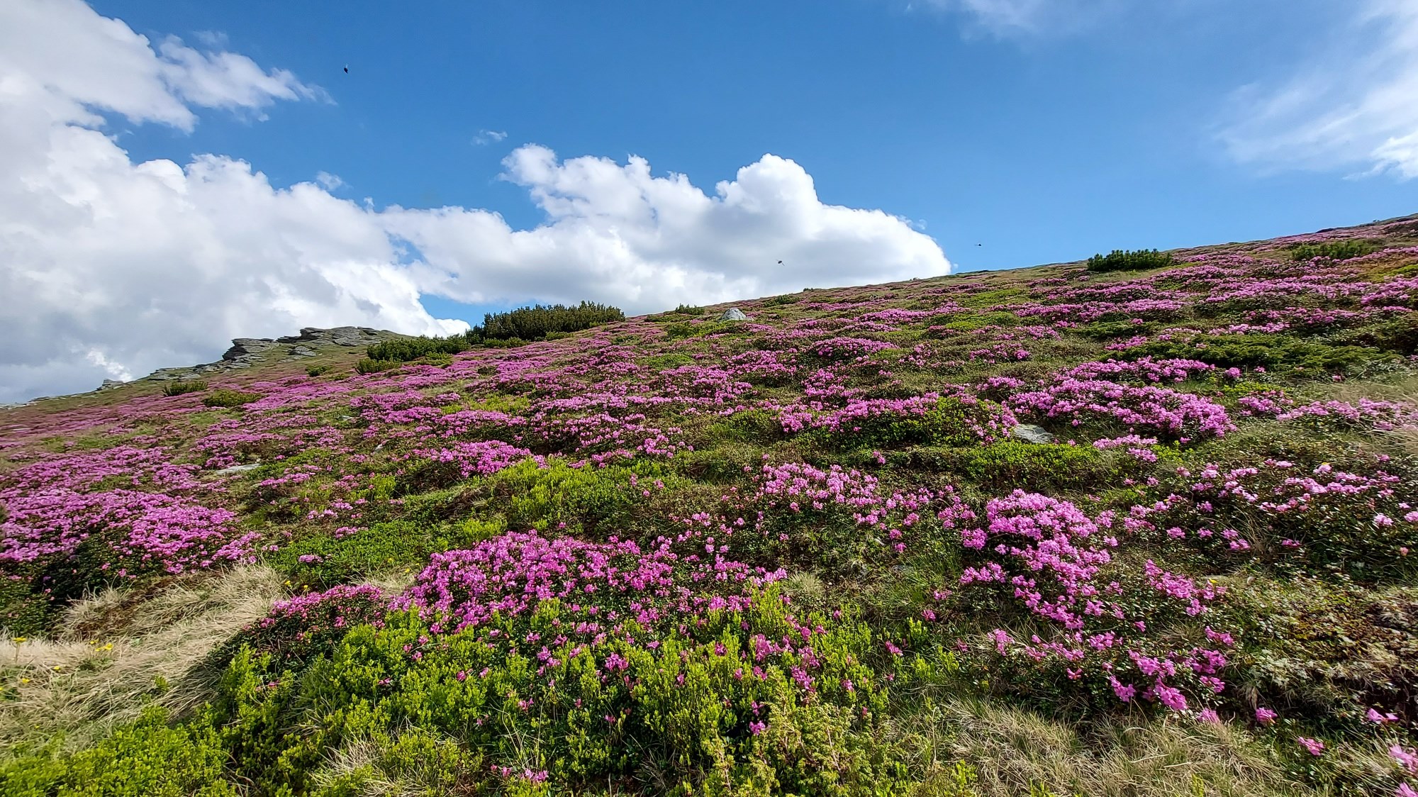 bujorul de munte iezer 