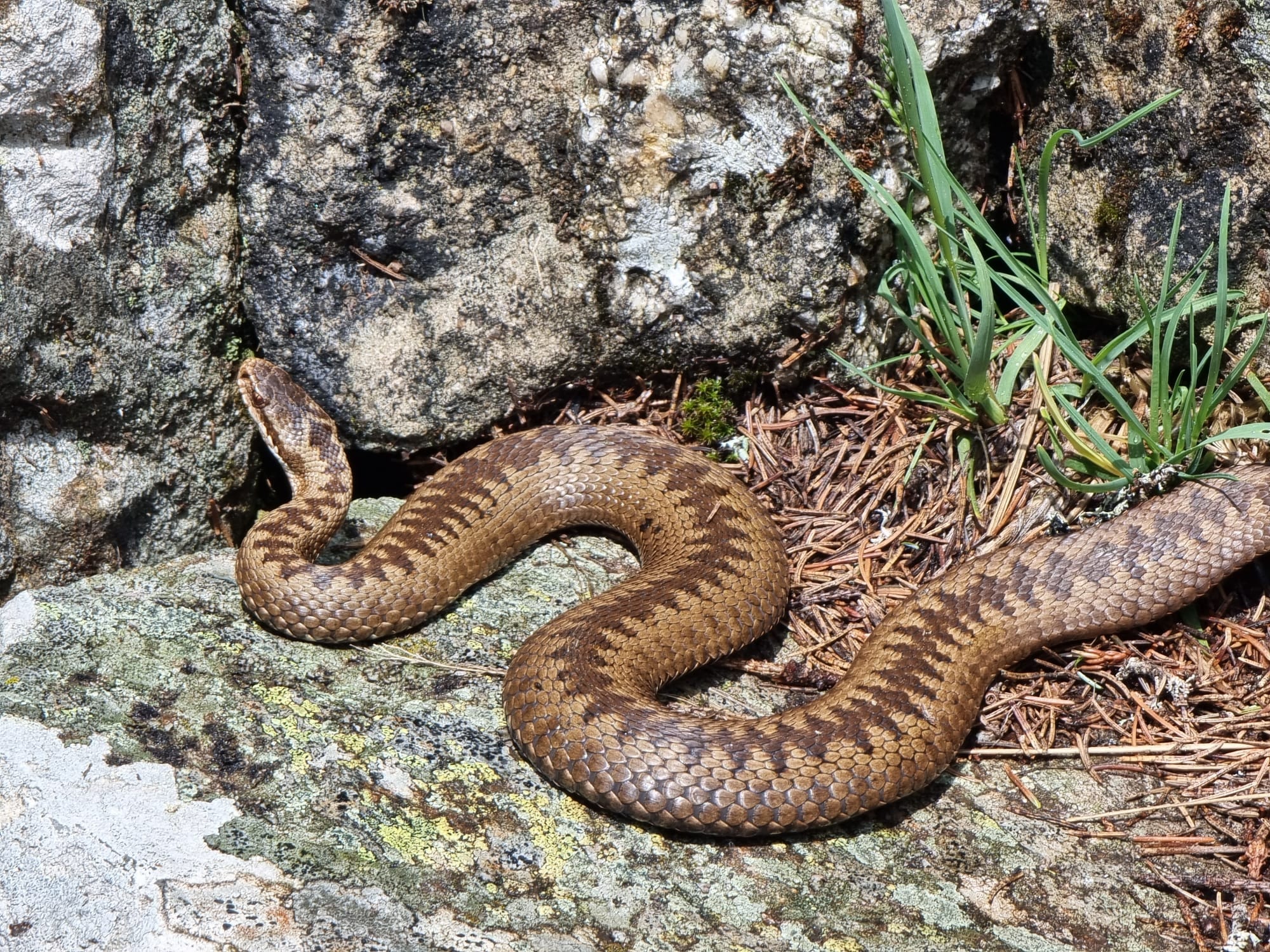 vipera