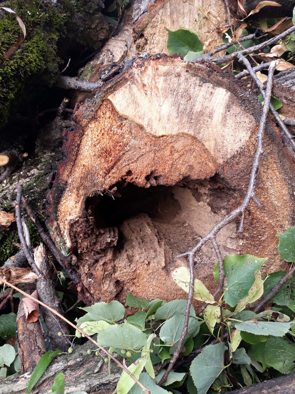 trunchi copac