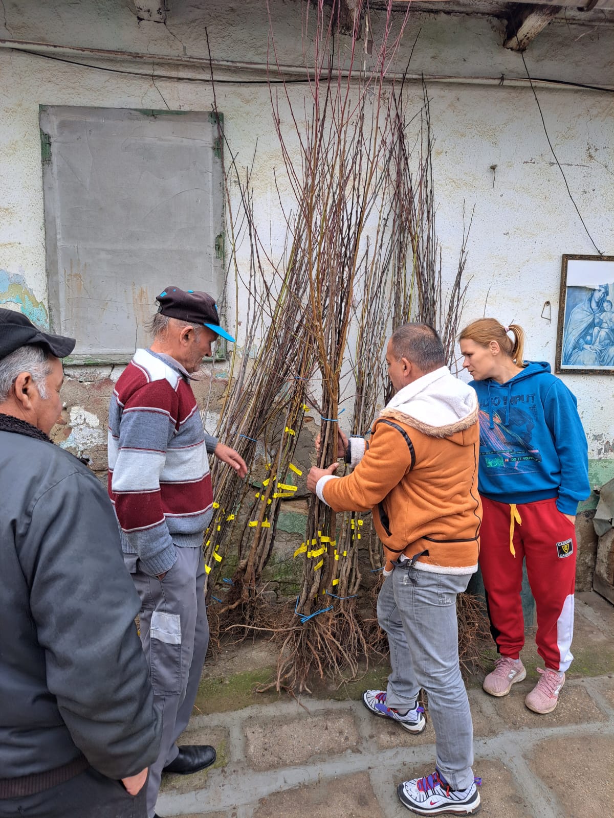 pomi fructiferi