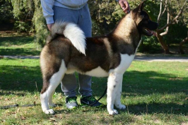 amerikan-akita-1-reez