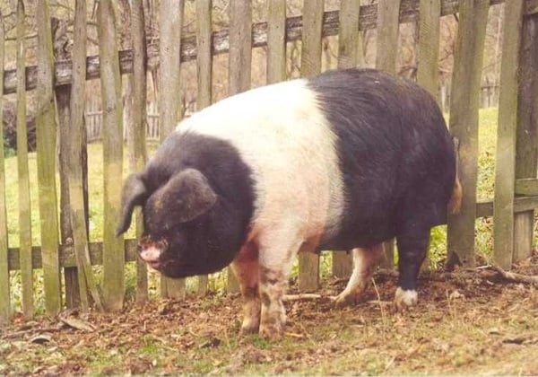 porc-9wyd