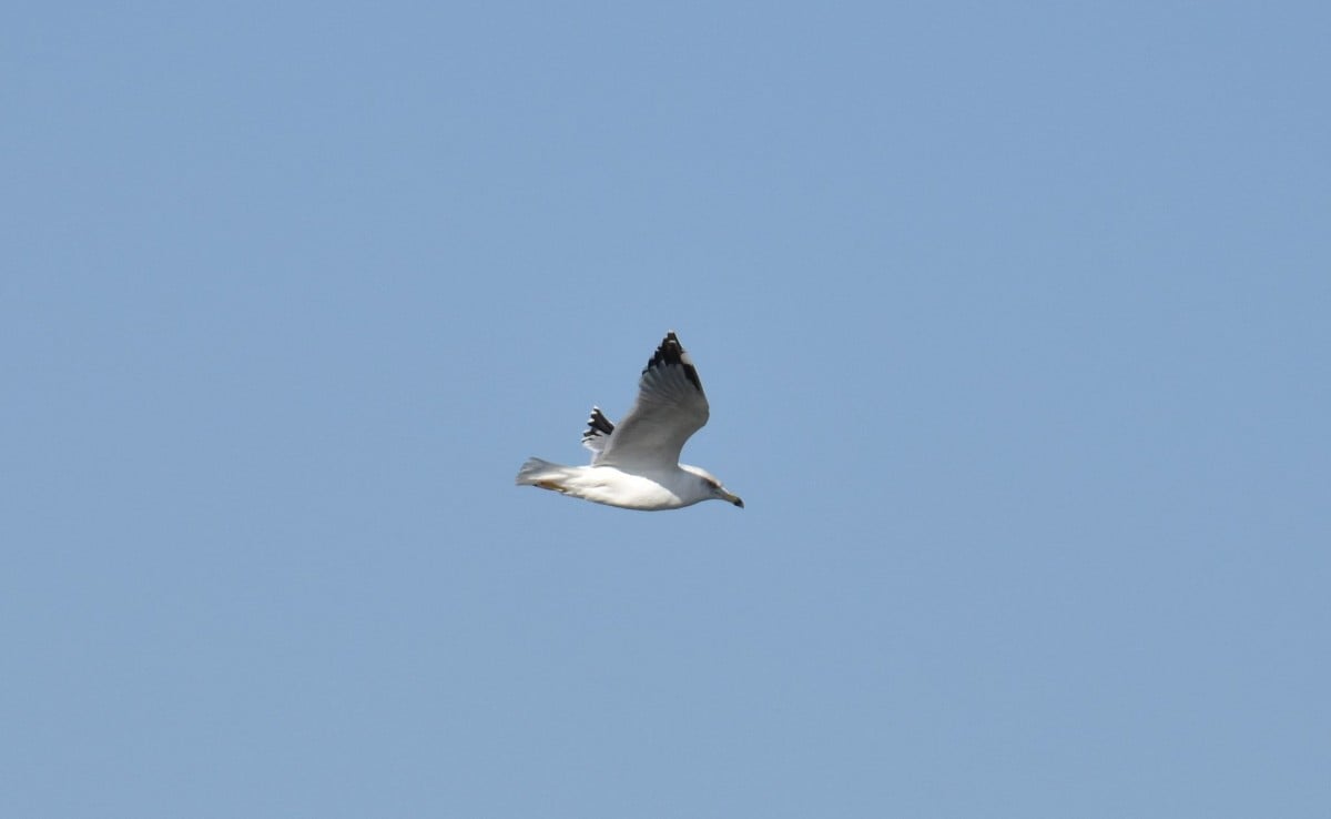 pescarus-cu-picioarel-galbene-larus-michahhellis-bsiu