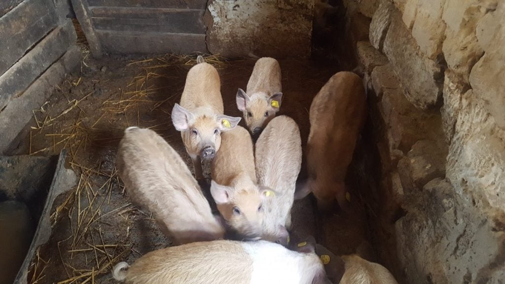 porci-mangalita-petre-daea-5-o7vg