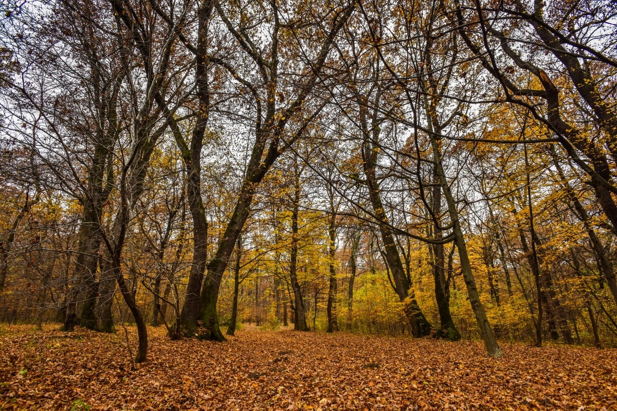 foto arhiva turnulsfatului.ro