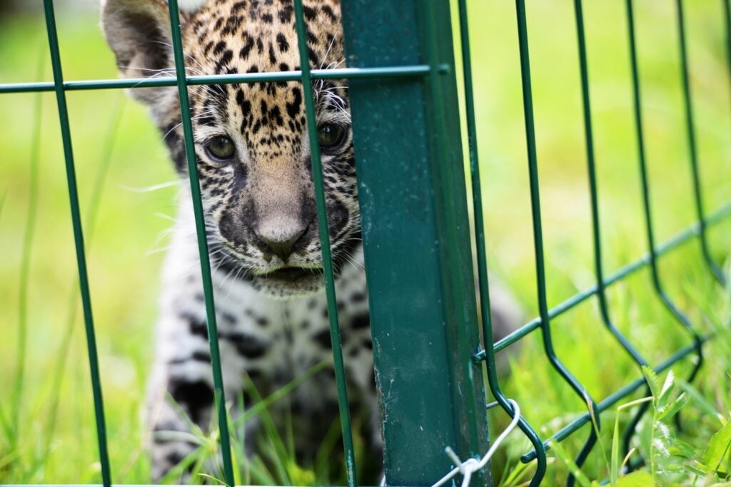 prietenie-pui-jaguar-caine-zoo-10-xfxr