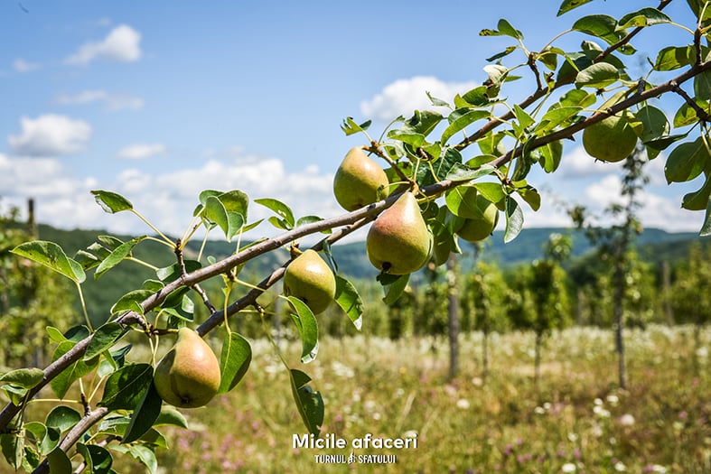 O familie din Sibiu produce sucuri 100% naturale, cu fructe culese din propria livadă. „Câteodată, oamenii nu cred că nu punem zahăr”