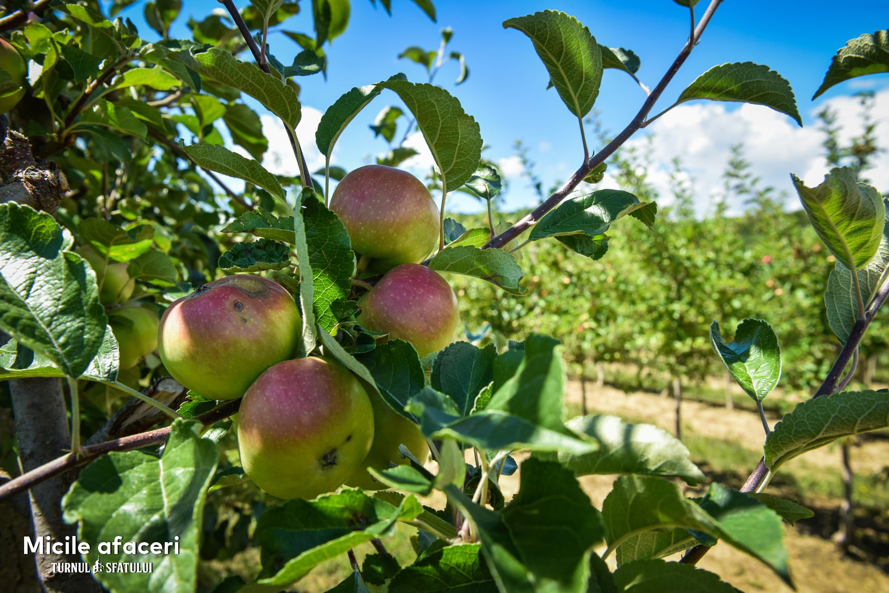 O familie din Sibiu produce sucuri 100% naturale, cu fructe culese din propria livadă. „Câteodată, oamenii nu cred că nu punem zahăr”