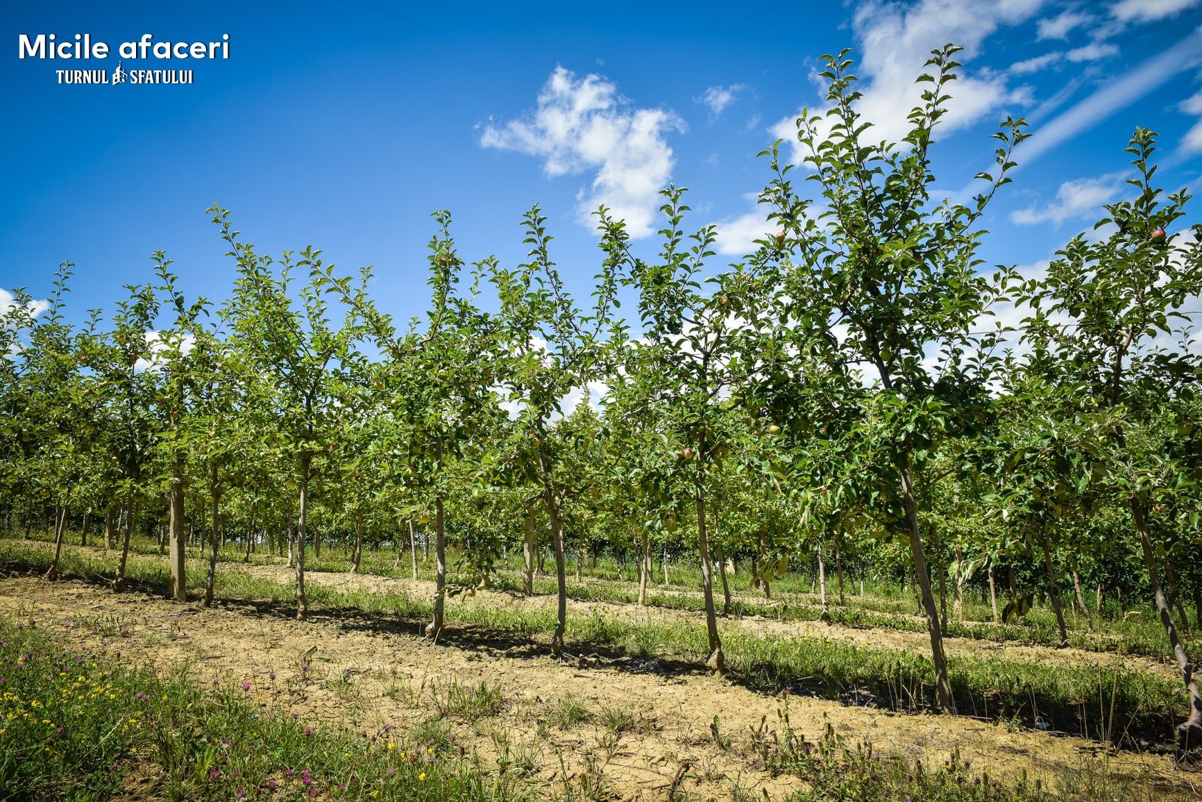 O familie din Sibiu produce sucuri 100% naturale, cu fructe culese din propria livadă. „Câteodată, oamenii nu cred că nu punem zahăr”