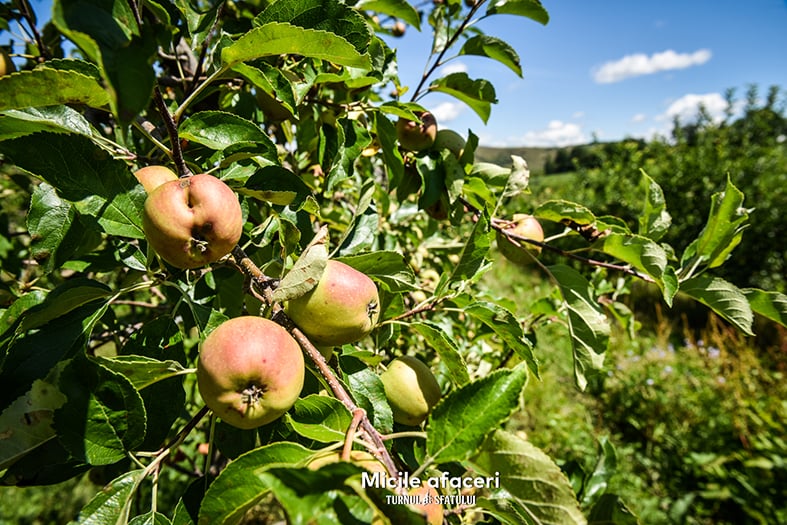 O familie din Sibiu produce sucuri 100% naturale, cu fructe culese din propria livadă. „Câteodată, oamenii nu cred că nu punem zahăr”
