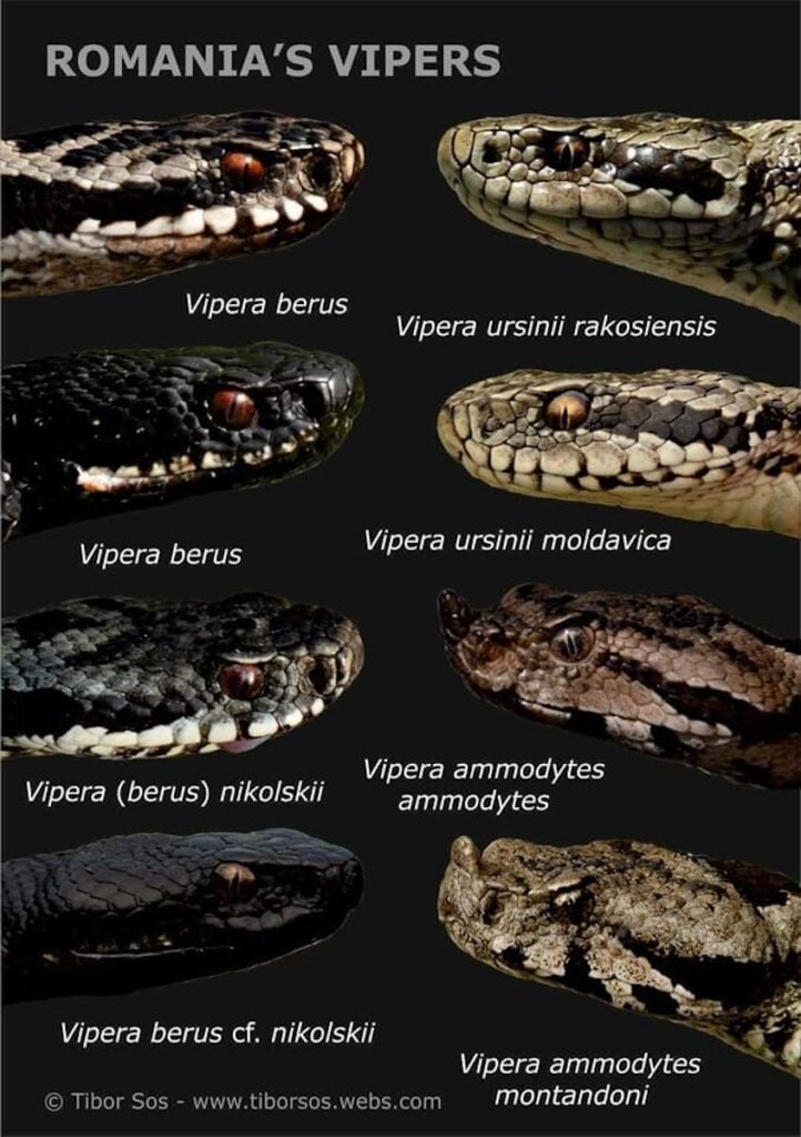 vipere-serpi-gcm0