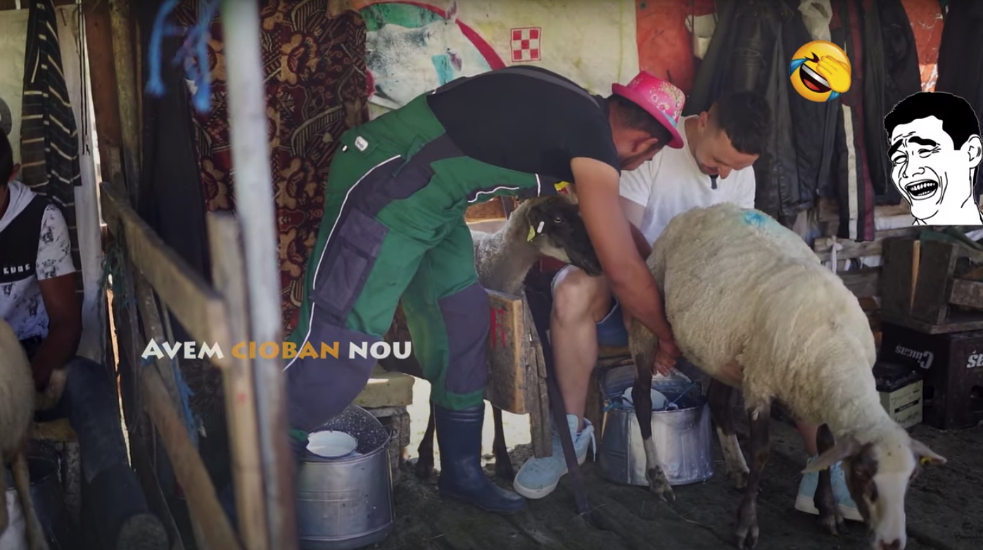 VIDEO Povestea brânzei de Sibiu: de la mulsul oilor, până la rețetă și ambalare