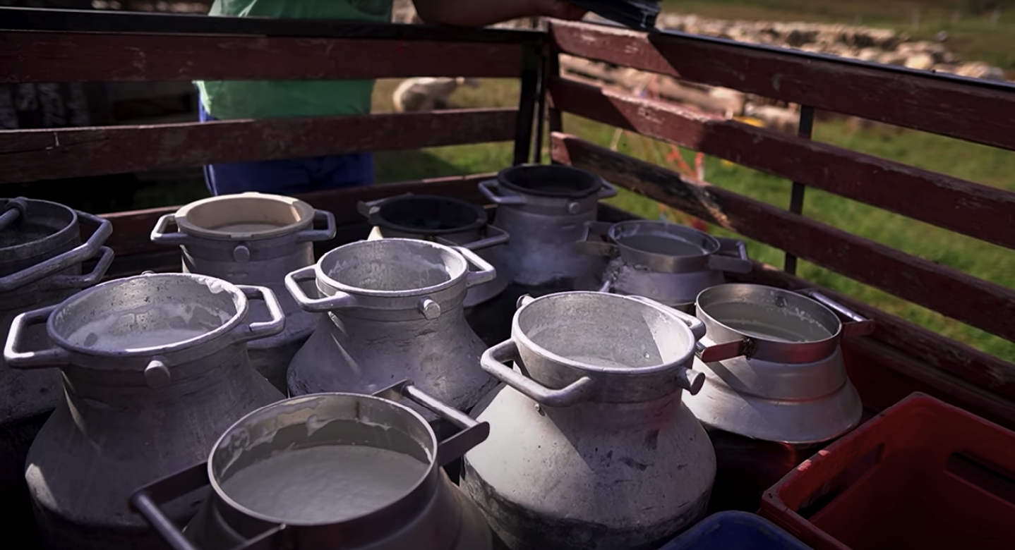 VIDEO Povestea brânzei de Sibiu: de la mulsul oilor, până la rețetă și ambalare