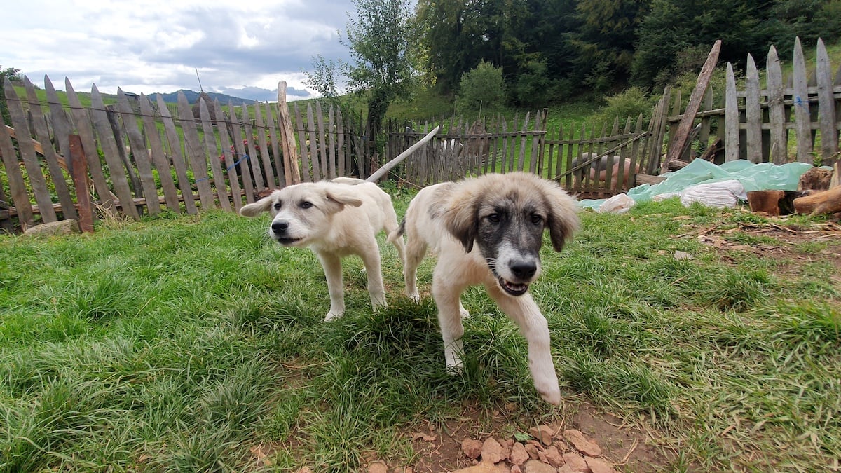 Pe toată Via Transilvanica, ziua 18. Am trecut de 1.000 de km și toți au ținut să ne sărbătorească