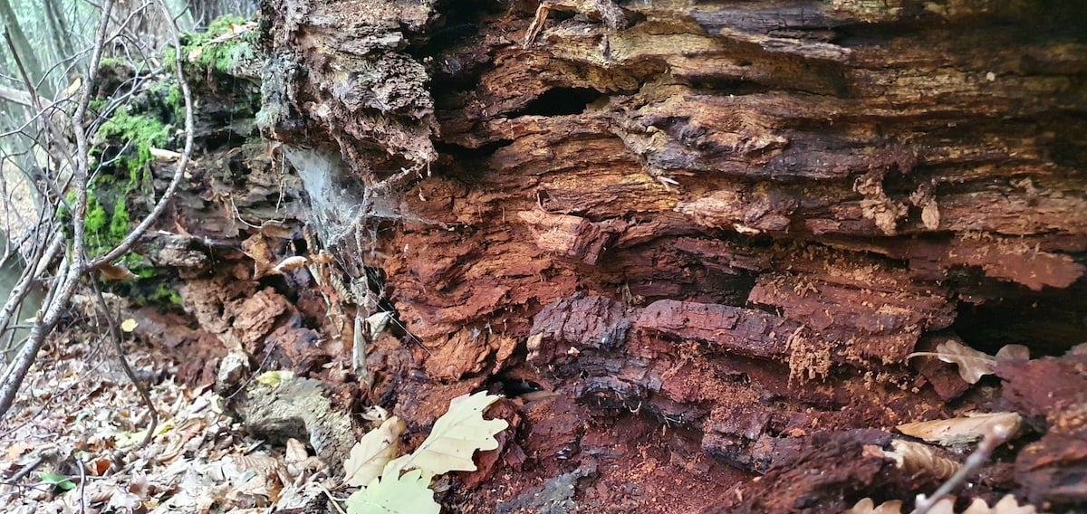 Pe toată Via Transilvanica, ziua 10. Am gonit din ținutul lemnos al secuilor în cel de piatră al sașilor: ne apropiem de casă