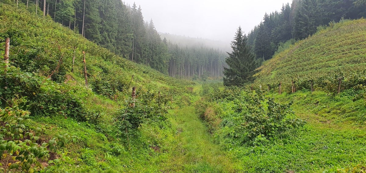 Pe toată Via Transilvanica, ziua 4. De la Tibi Ușeriu și până când norii ne-au devenit prieteni