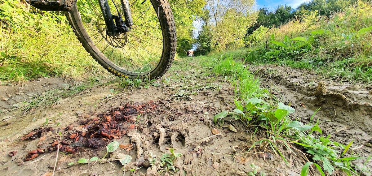 Pe toată Via Transilvanica, ziua 8. Pe autostrada urșilor am ajuns în satul-muzeu