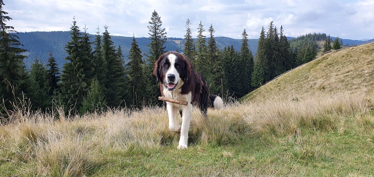 Pe toată Via Transilvanica. Ziua 2: spectaculos pare puțin spus