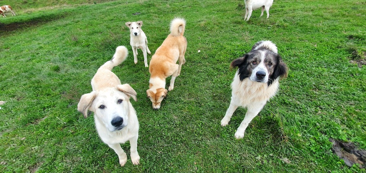 Pe toată Via Transilvanica, ziua 4. De la Tibi Ușeriu și până când norii ne-au devenit prieteni