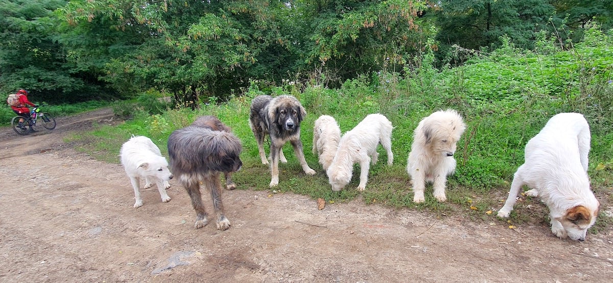 Pe toată Via Transilvanica, ziua 11. Am ajuns la Sibiu: pe coline răsar castele și biserici fortificate