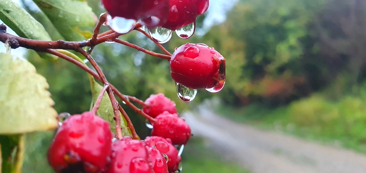 Pe toată Via Transilvanica, ziua 4. De la Tibi Ușeriu și până când norii ne-au devenit prieteni