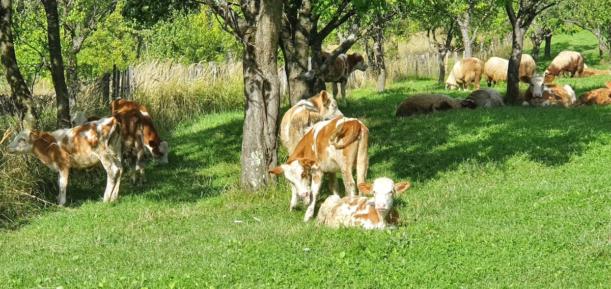 Pe toată Via Transilvanica, ziua 7. Atunci când oamenii și locurile te umplu de cadouri