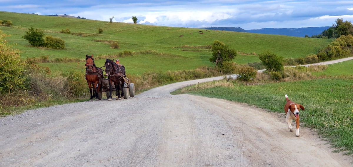 Pe toată Via Transilvanica, ziua 8. Pe autostrada urșilor am ajuns în satul-muzeu