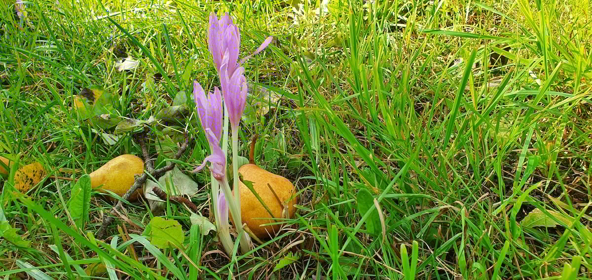 Pe toată Via Transilvanica, ziua 7. Atunci când oamenii și locurile te umplu de cadouri