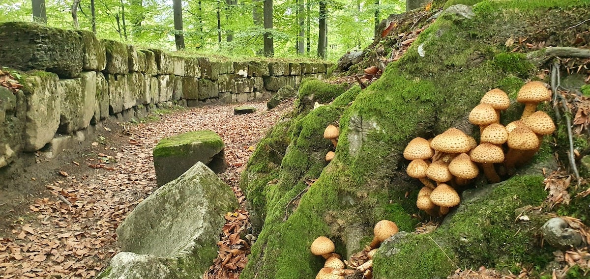 Pe toată Via Transilvanica, ziua 17. Am ajuns unde s-au zămislit basmele: în sălbăticiile dinspre Sarmisegetuza Regia