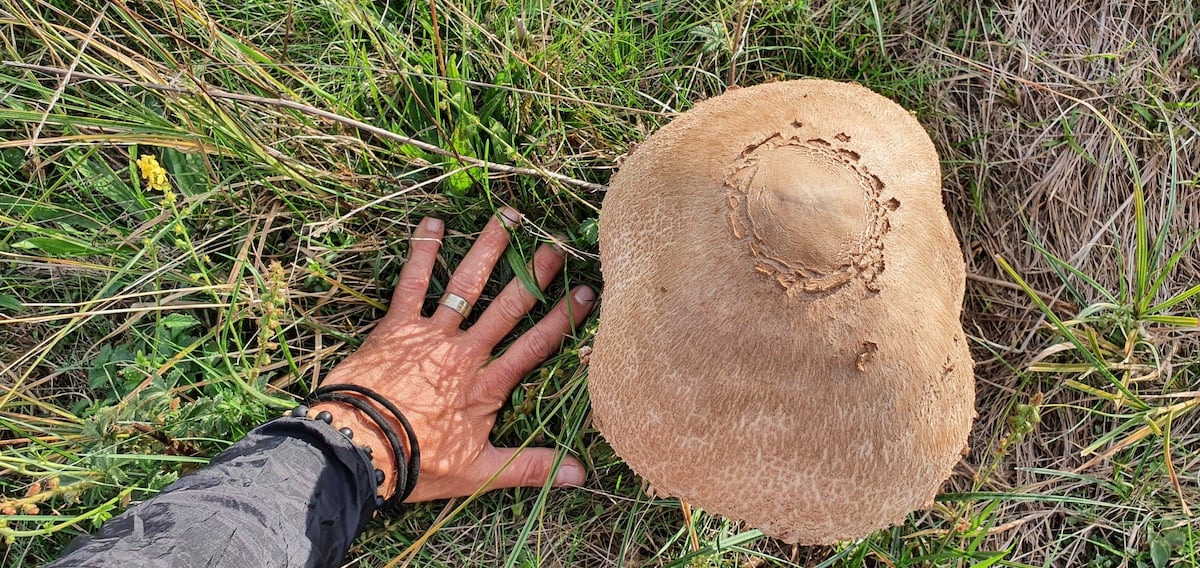 Pe toată Via Transilvanica, ziua 11. Am ajuns la Sibiu: pe coline răsar castele și biserici fortificate