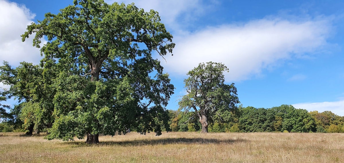 Pe toată Via Transilvanica, ziua 11. Am ajuns la Sibiu: pe coline răsar castele și biserici fortificate