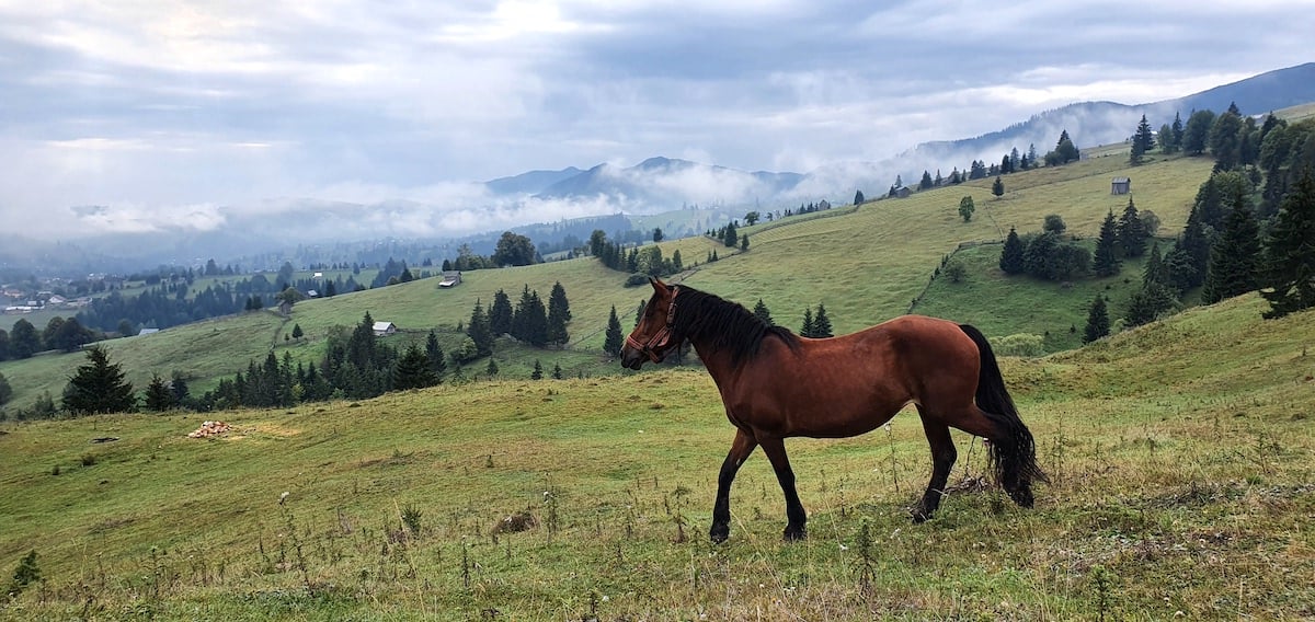 Pe toată Via Transilvanica. Ziua 2: spectaculos pare puțin spus