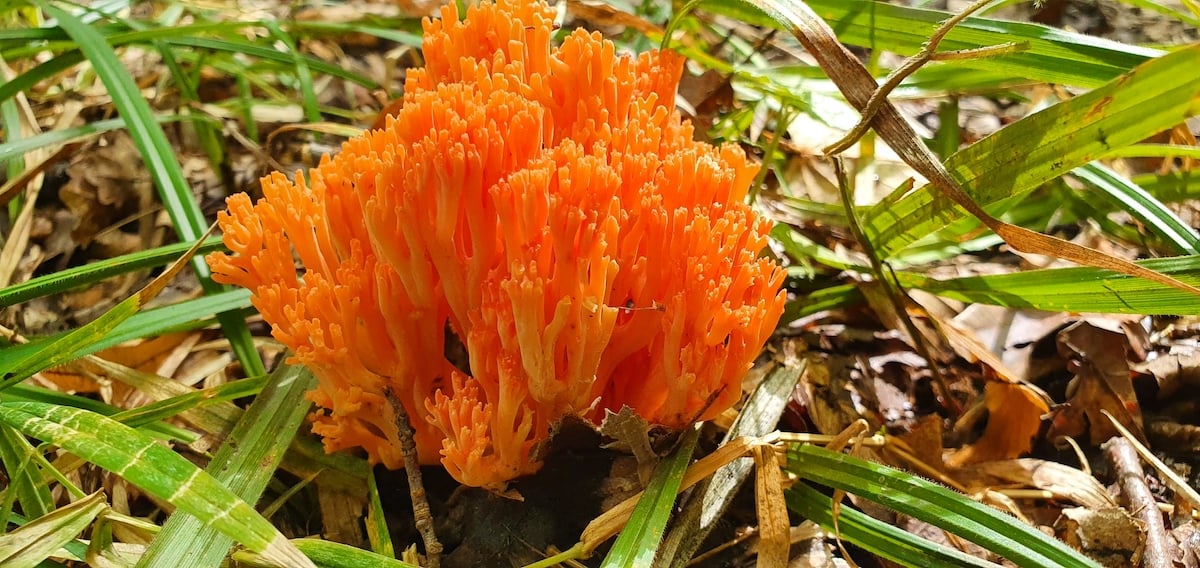 Pe toată Via Transilvanica, ziua 7. Atunci când oamenii și locurile te umplu de cadouri