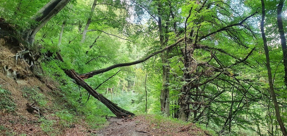 Pe toată Via Transilvanica, ziua 13. Ne-au petrecut doi primari, ambii sibieni, și am sfârșit rătăcind noaptea prin pădure