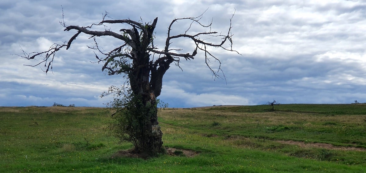 Pe toată Via Transilvanica, ziua 8. Pe autostrada urșilor am ajuns în satul-muzeu