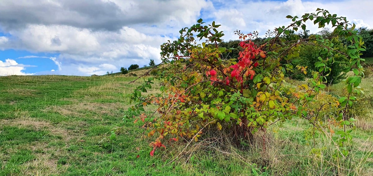 Pe toată Via Transilvanica. Ziua 6, în care aventura era să se încheie brusc, de două ori. Revanșa - fabuloasă