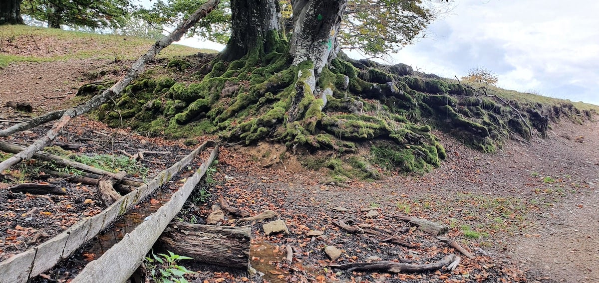 Pe toată Via Transilvanica, ziua 18. Am trecut de 1.000 de km și toți au ținut să ne sărbătorească