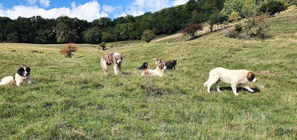 Pe toată Via Transilvanica, ziua 7. Atunci când oamenii și locurile te umplu de cadouri