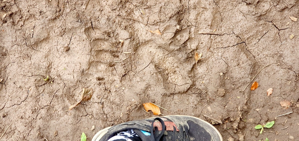 Pe toată Via Transilvanica, ziua 8. Pe autostrada urșilor am ajuns în satul-muzeu