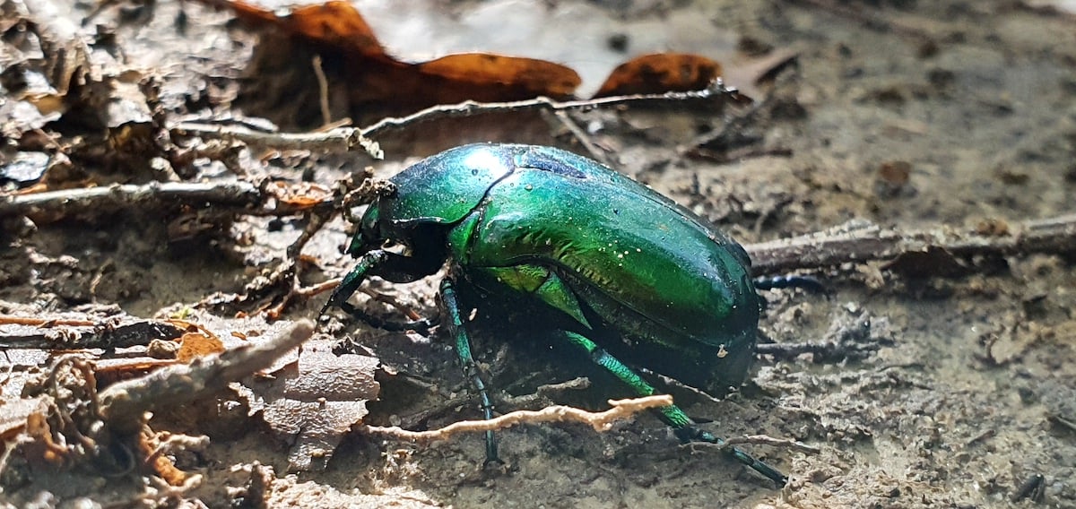 Pe toată Via Transilvanica, ziua 7. Atunci când oamenii și locurile te umplu de cadouri