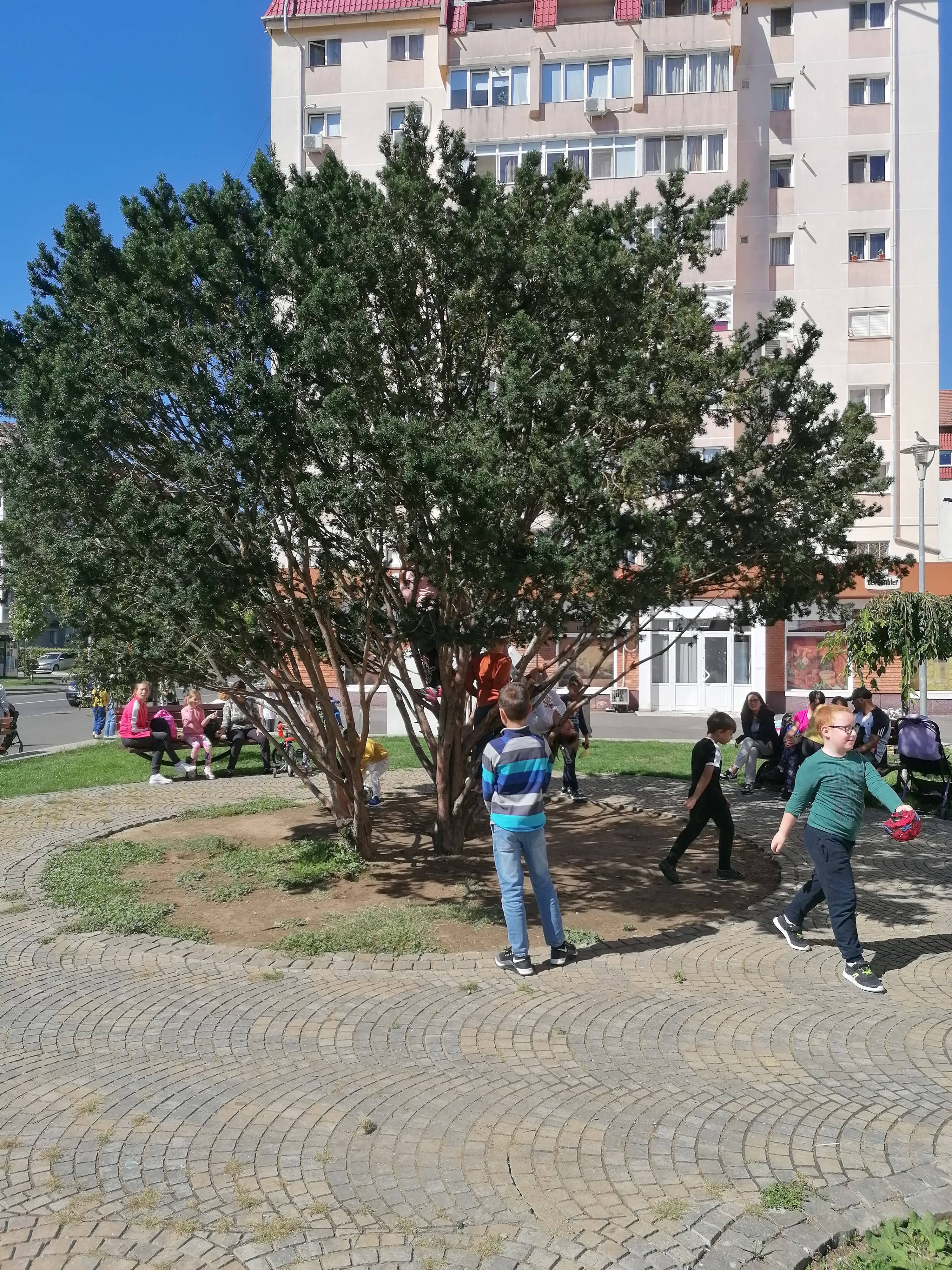 tisa planta otravitoare